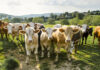 CATTLE RANCHING,THE MULTI BILLION DOLLAR INDUSTRY, JOB MULTIPLIER