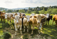 CATTLE RANCHING,THE MULTI BILLION DOLLAR INDUSTRY, JOB MULTIPLIER