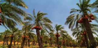 Jigawa Targets Global Date Market with 10,000 Improved Palm Trees Initiative